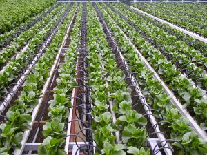 Trickle Irrigation System Market