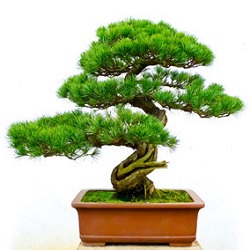 Bonsai Market
