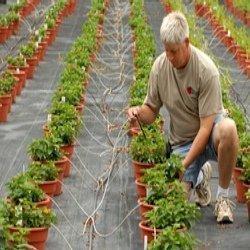 Low-volume Irrigation