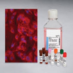 Primary Cell Media Market