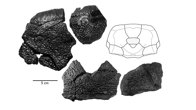 Enormous Armored B Rex Fish Fossil Discovered