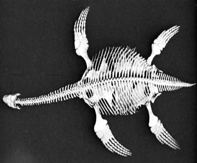 First Jurassic-Era “Fish Lizard” Fossil Found In India